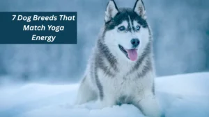 7 Dog Breeds That Match Yoga Energy