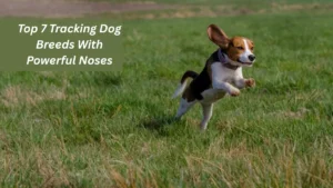 Top 7 Tracking Dog Breeds With Powerful Noses