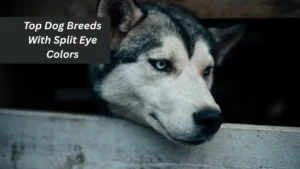 Top Dog Breeds With Split Eye Colors