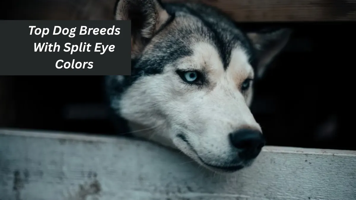 Top Dog Breeds With Split Eye Colors