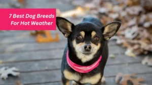 7 Best Dog Breeds For Hot Weather