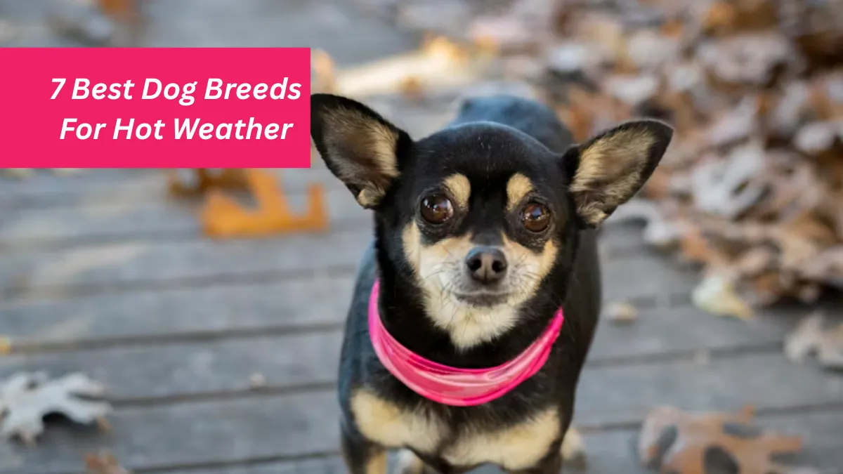 7 Best Dog Breeds For Hot Weather