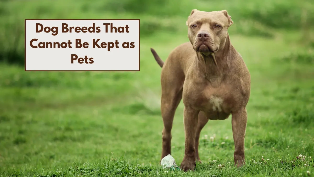 7 Dog Breeds That Cannot Be Kept as Pets