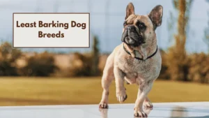 Least Barking Dog Breeds