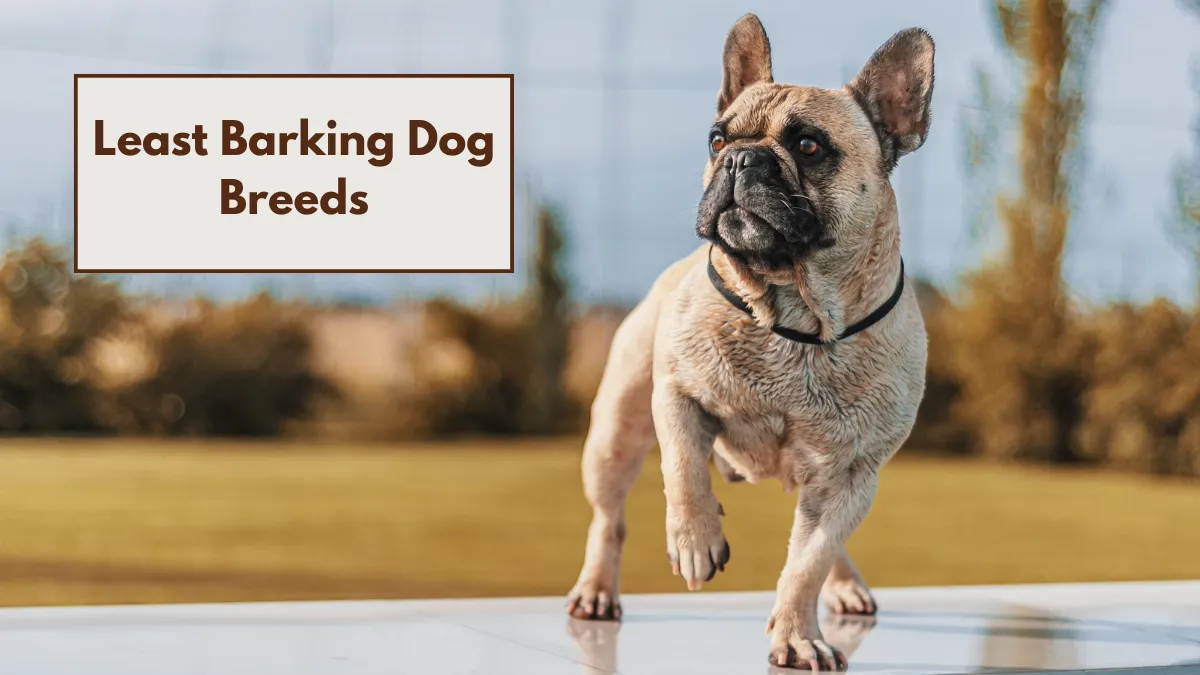 7 Least Barking Dog Breeds for a Peaceful Home
