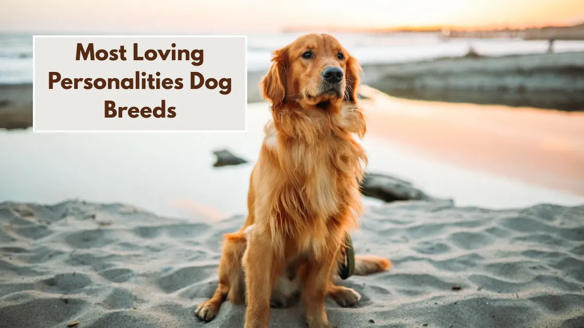 9 Dog Breeds With the Most Loving Personalities