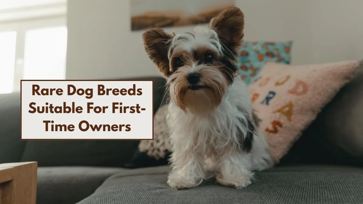 6 Rare Dog Breeds Suitable For First-Time Owners