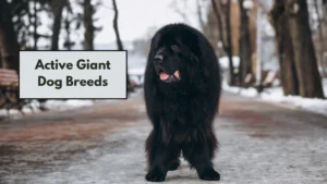 Active Giant Dog Breeds