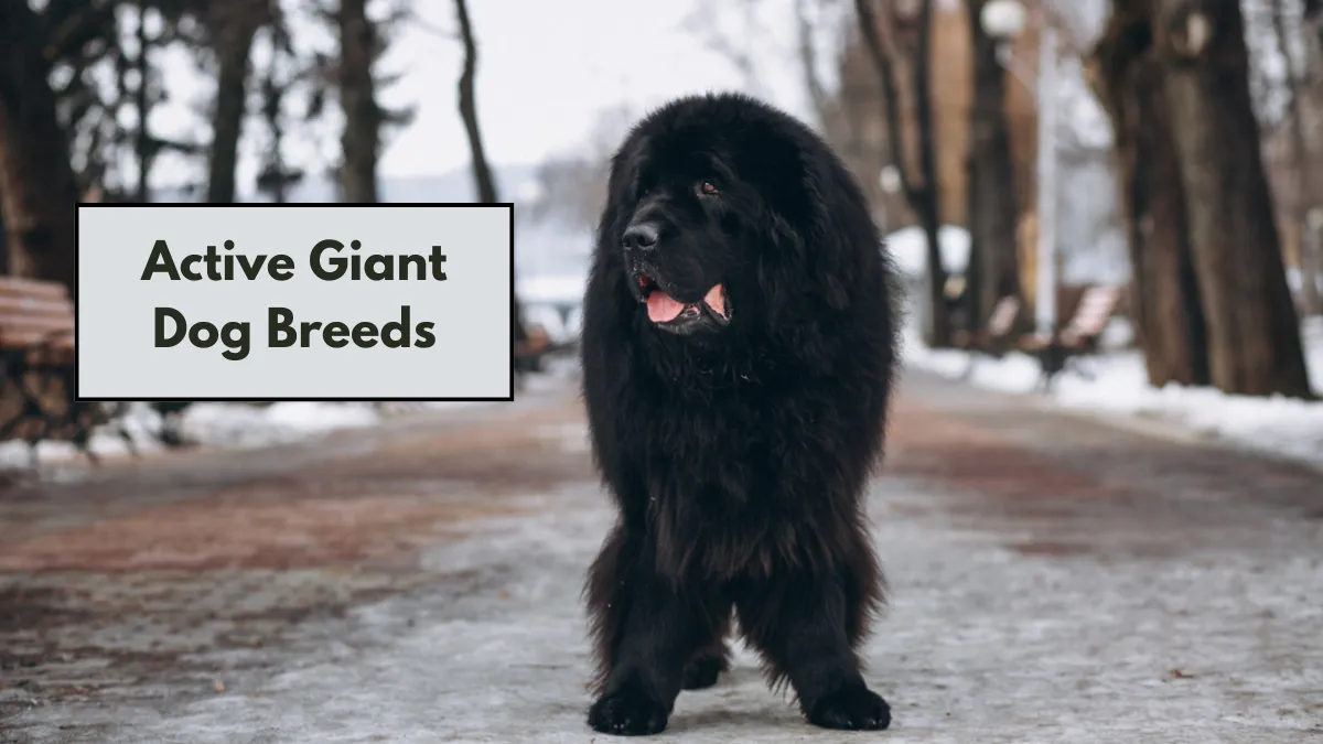 6 Active Giant Dog Breeds That Love to Move
