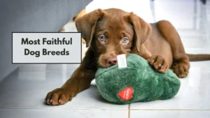 Most Faithful Dog Breeds