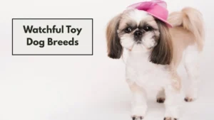 Watchful Toy Dog Breeds